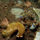 Image for article titled Striking Photographs Of Sea Slugs Expose The Alien World Under the Sea